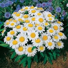 Shasta Daisy